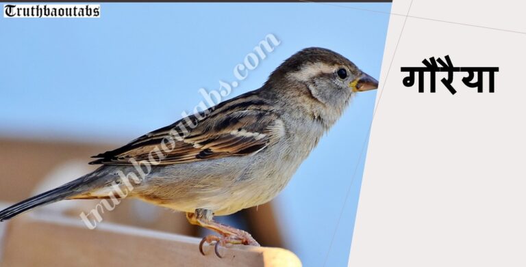 गौरैया चिड़िया महत्वपूर्ण जानकारी, रोचक तथ्य और विशेषताएं Sparrow in Hindi