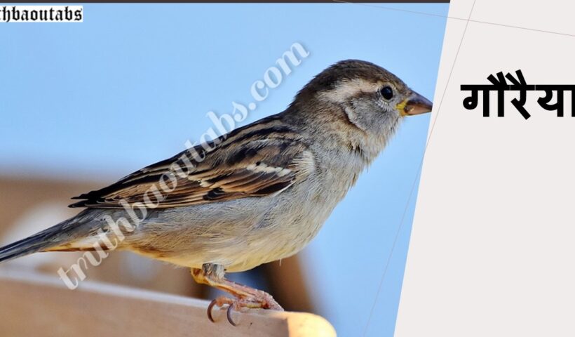 गौरैया चिड़िया महत्वपूर्ण जानकारी, रोचक तथ्य और विशेषताएं Sparrow in Hindi