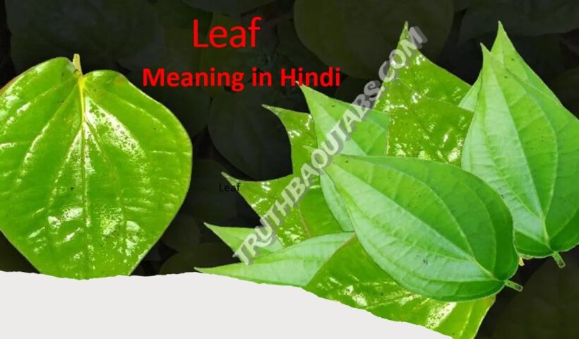 Leaf Meaning in Hindi – Leaf का हिन्दी में क्या मतलब है?