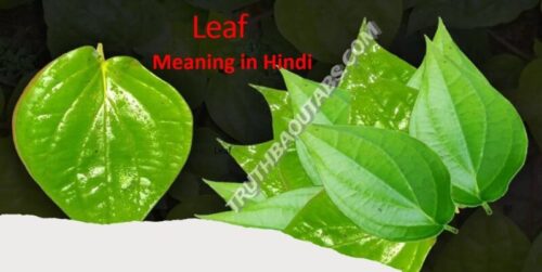 Leaf Meaning in Hindi – Leaf का हिन्दी में क्या मतलब है?