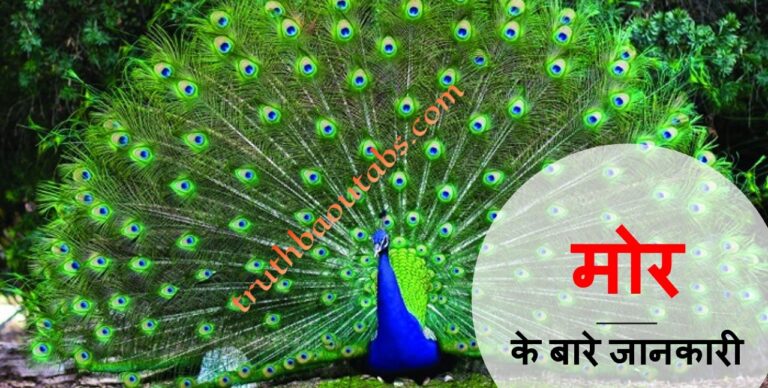 मोर से जुड़े 31 रोचक तथ्य, महत्वपूर्ण जानकारी Peacock in hindi