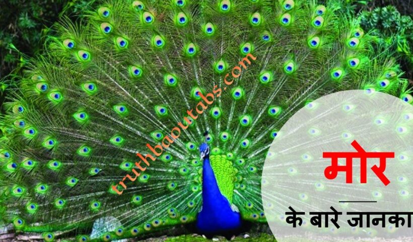 मोर से जुड़े 31 रोचक तथ्य, महत्वपूर्ण जानकारी Peacock in hindi