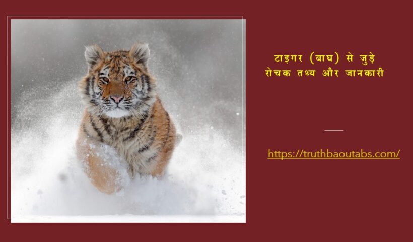 टाइगर (बाघ) से जुड़े रोचक तथ्य और जानकारी Tiger Info in Hindi