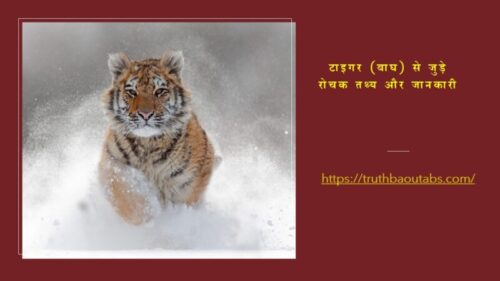 टाइगर (बाघ) से जुड़े रोचक तथ्य और जानकारी Tiger Info in Hindi