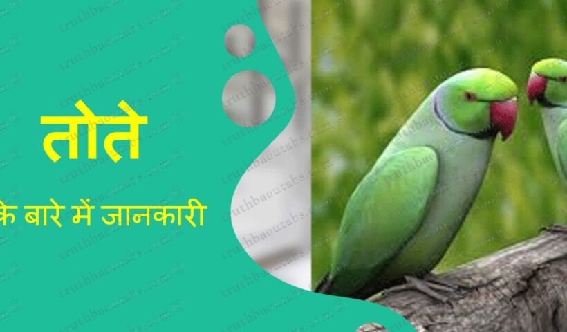 तोते के बारे में महत्वपूर्ण जानकारी और 11 रोचक तथ्य Parrot in Hindi