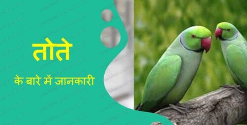 तोते के बारे में महत्वपूर्ण जानकारी और 11 रोचक तथ्य Parrot in Hindi