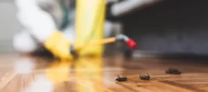 cockroach Pest Control