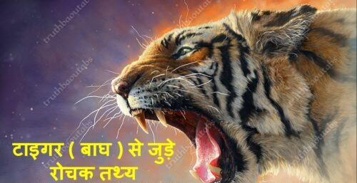 Tiger Information in Hindi