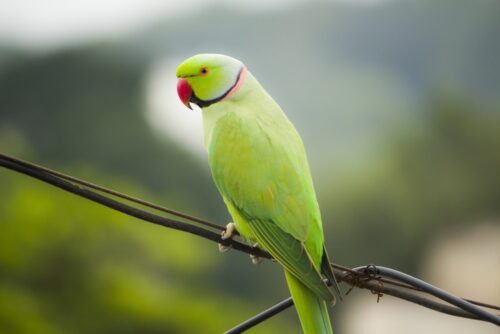 Indian Ringneck Parrot: 500 Rs
Indian Ringneck Parrot: 500 Rs
