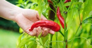 Growing and Harvesting Peppers for Homemade Jelly